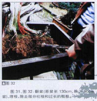 图解 探讨刺柏盆景怎么制作的15个过程