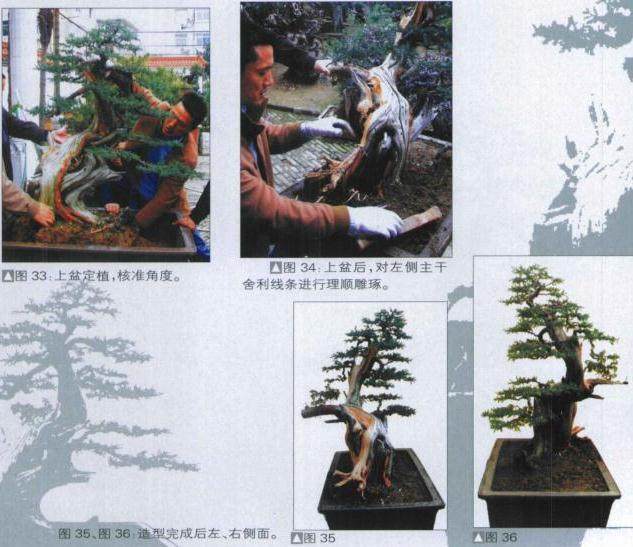 图解 探讨刺柏盆景怎么制作的15个过程