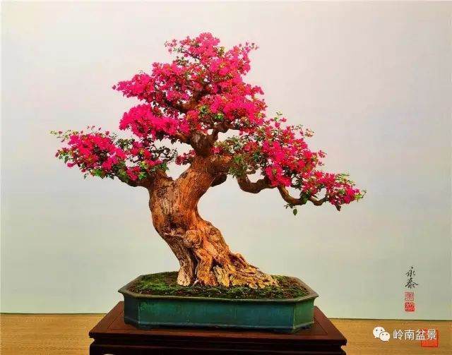 盆景 每一件作品都完结不了的艺术!