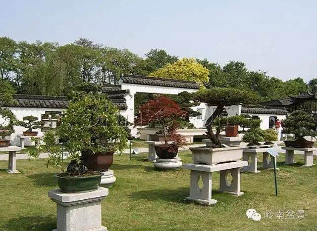 盆景 每一件作品都完结不了的艺术!