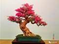 盆景 每一件作品都完结不了的艺术