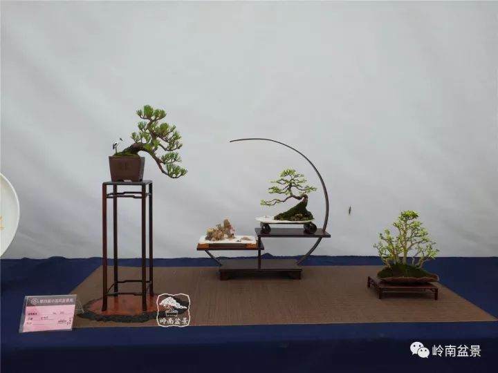 为什么说不要等到老了 退休了才去玩盆景?