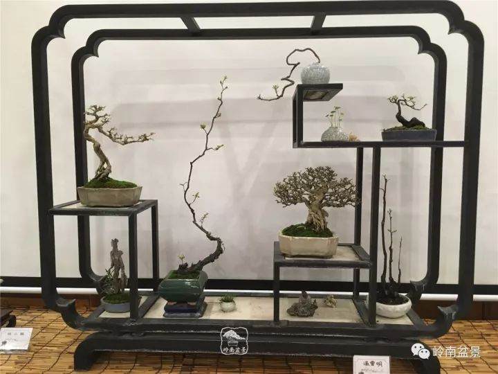 为什么说不要等到老了 退休了才去玩盆景?