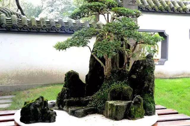 盆景制作是利用绘画理论来进行布局