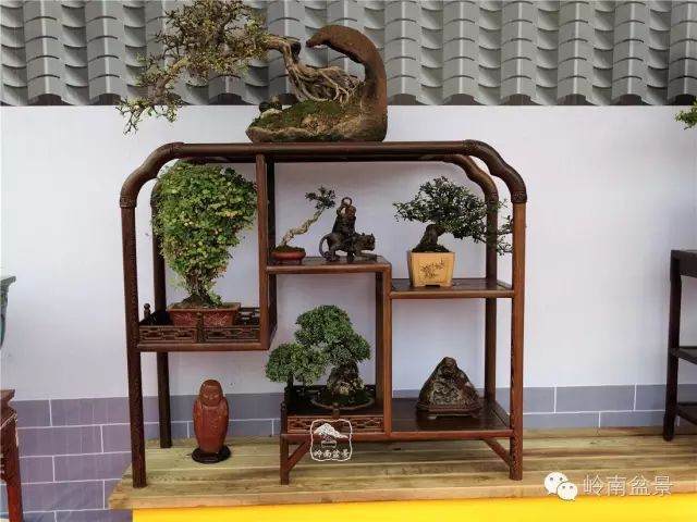 小盆景带火盆景收藏 发烧友越趋年轻化