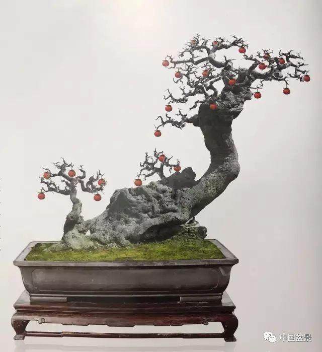 金弹子盆景的养护心得