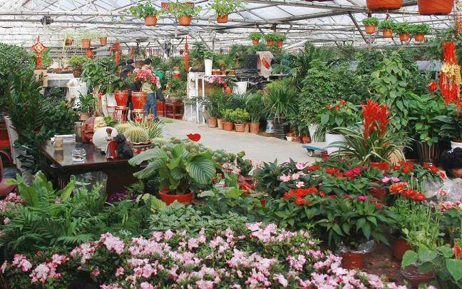 花木盆景常见欺诈伎俩有哪些 如何避免上当?