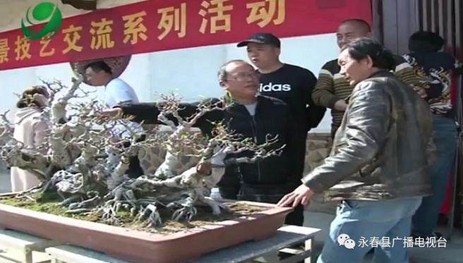 永春盆景赏石协会开展技艺交流活动