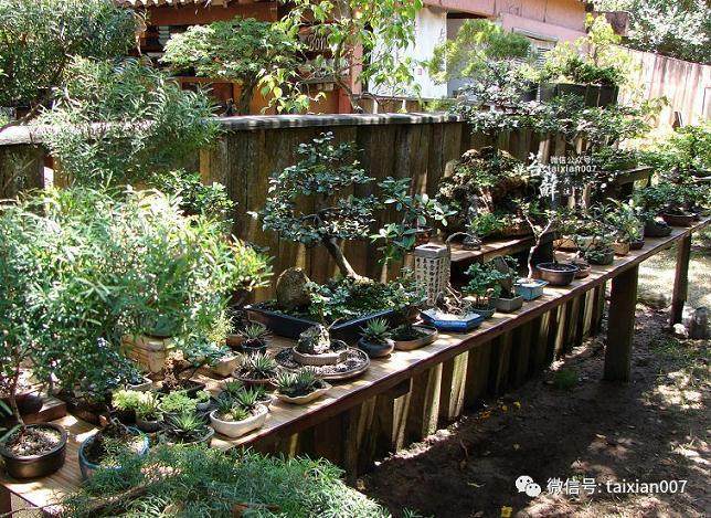 有钱人才玩的起盆景?怕是只有你不知道真相