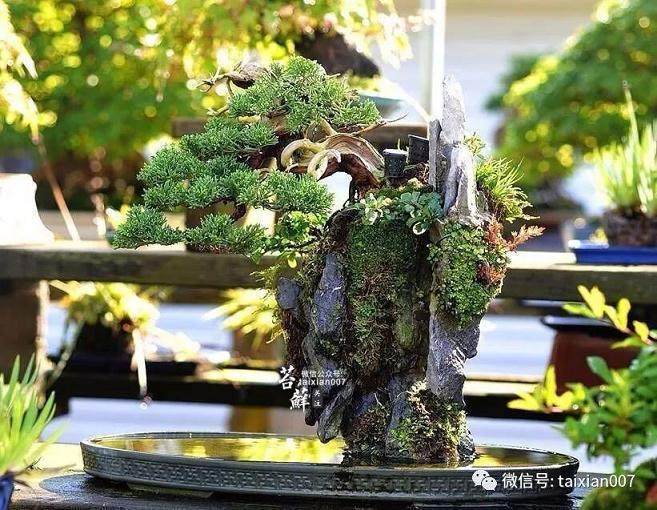 有钱人才玩的起盆景?怕是只有你不知道真相