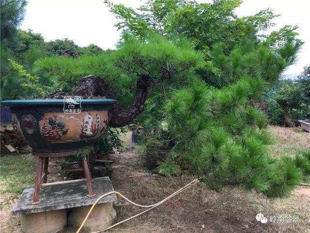 谈谈我是如何把盆景养死的