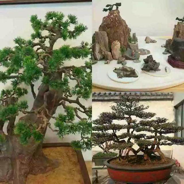 一个晴日午后 我们来带盆景大师王光涪的秘密花园