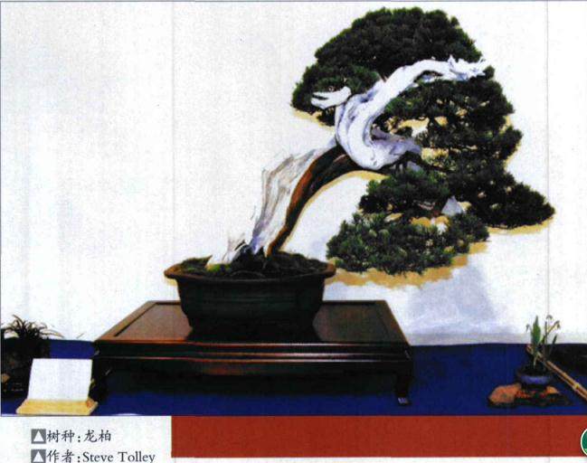 第八届杯盆景展在比利时靴斯顿苏达市举行