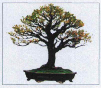 漳州市百花村景铭盆景园