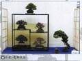 第32回雅风盆景展在日本京都市冈崎公园举行
