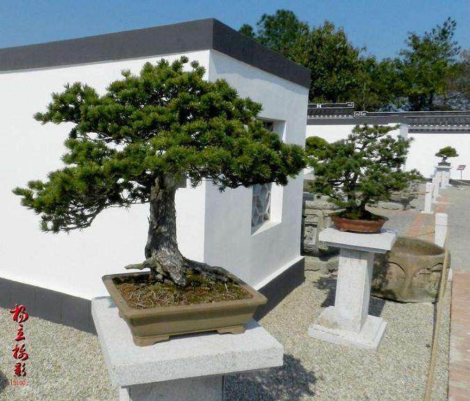 日本杂志主编镰田照士在常州参观考察宝盛盆景园