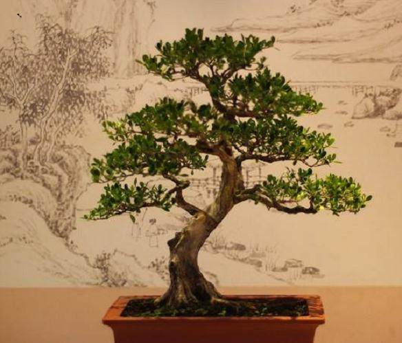 扬州私家盆景园拥有如此规模及成果