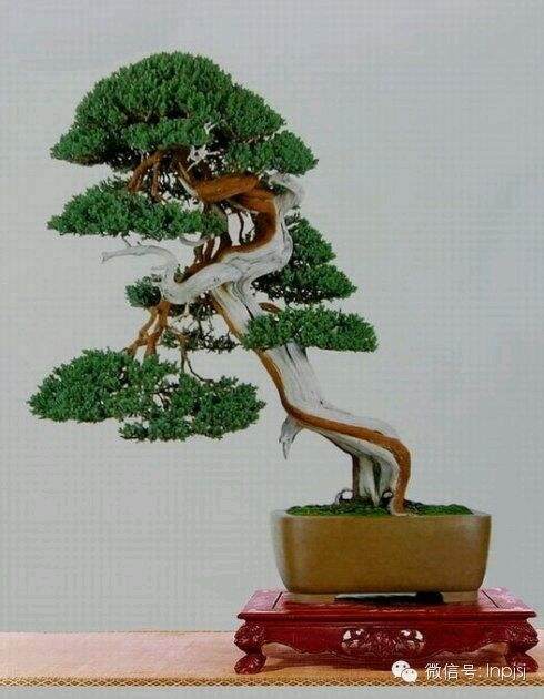 谢克英先生的私家盆景园