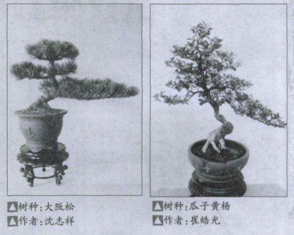 通州市退休干部学做树木盆景纪实