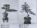 通州市退休干部学做树木盆景纪实