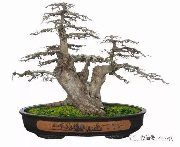 本人累月积累的对节白蜡盆景制作经验