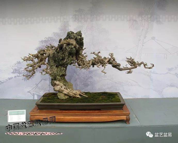 如何制作以线为主的盆景作品?