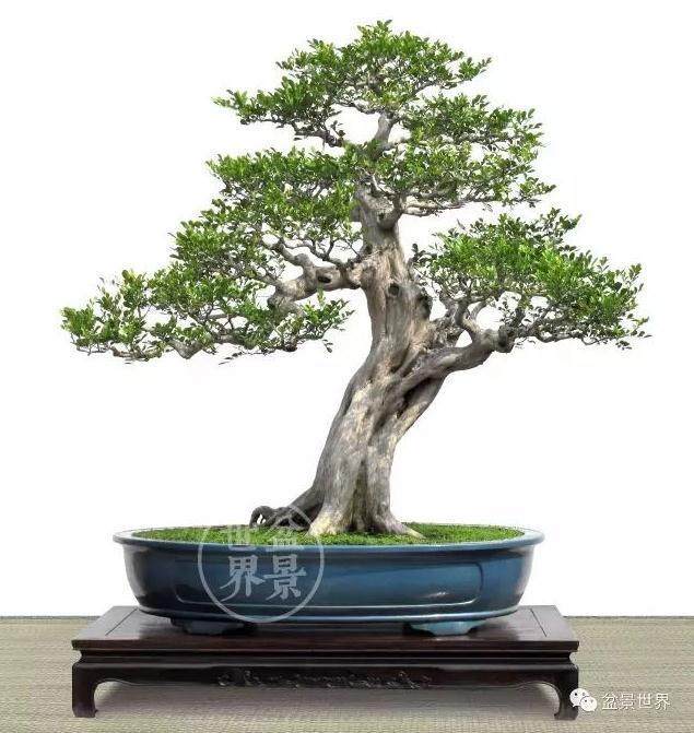 关于杂木盆景的枝托布局 这些你注意了吗？