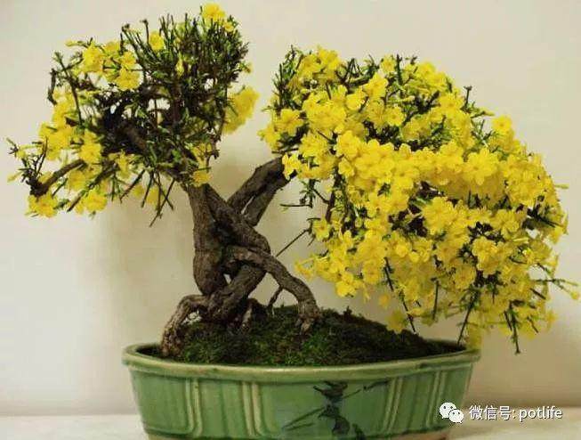 迎春花盆景的3点养护技巧
