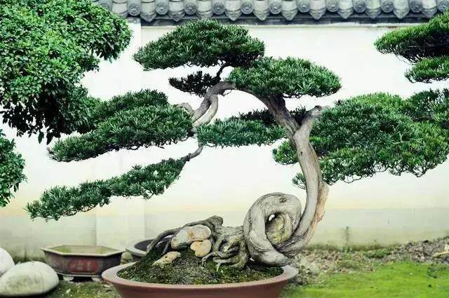 点木成金 海曙乡村盆景产业风生水起