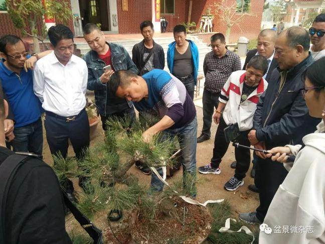 不到3分钟 盆景拍卖价格一路飙升到3000元