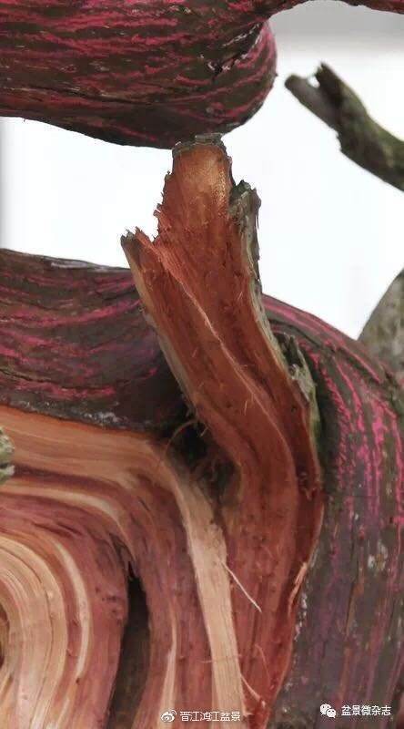 图解 如何制作设计真柏舍利干盆景