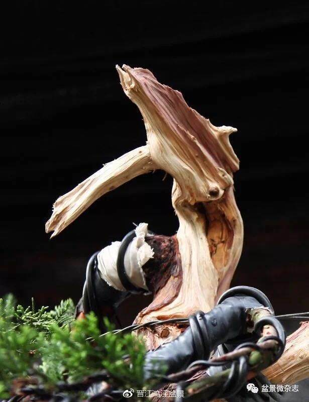 图解 如何制作设计真柏舍利干盆景