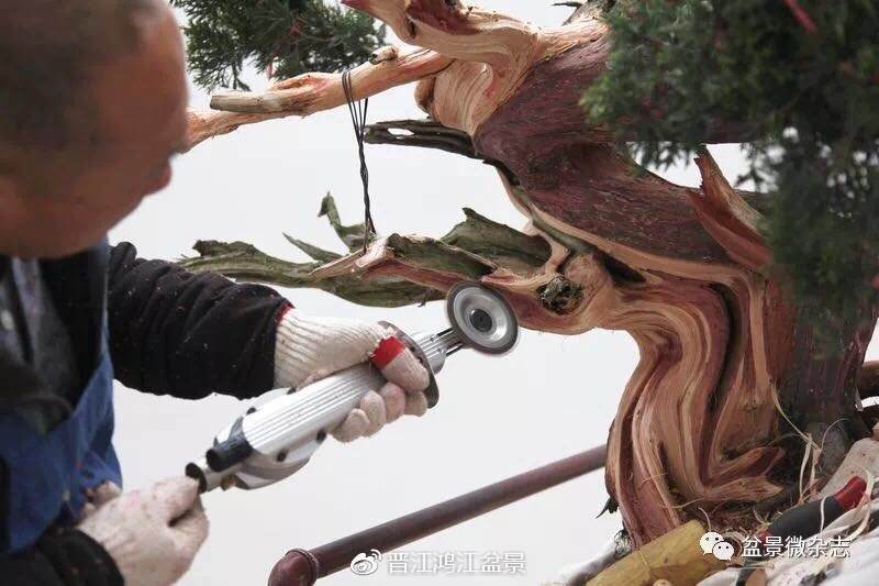 图解 如何制作设计真柏舍利干盆景