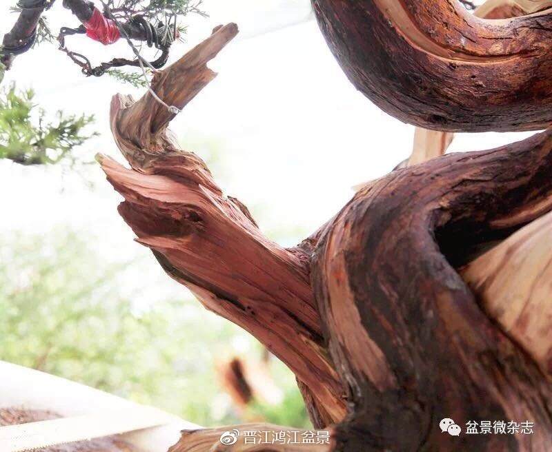 图解 如何制作设计真柏舍利干盆景