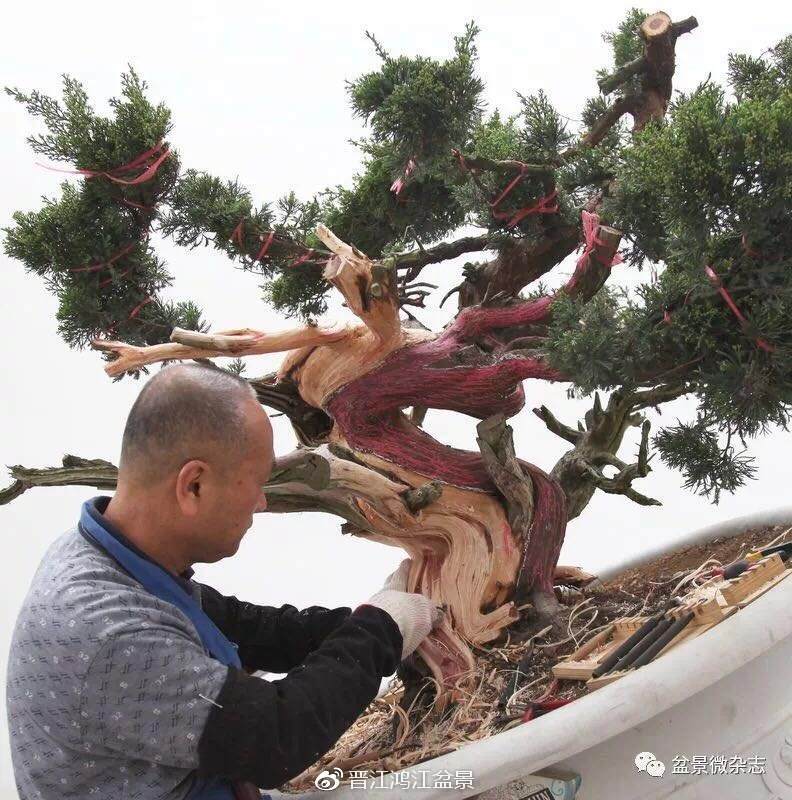 图解 如何制作设计真柏舍利干盆景