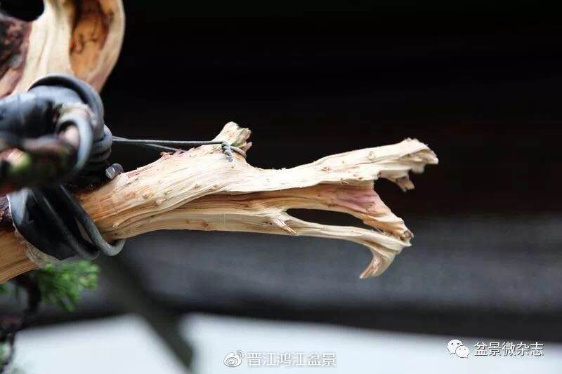 图解 如何制作设计真柏舍利干盆景