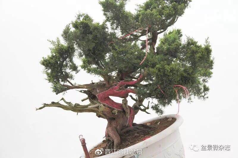 图解 如何制作设计真柏舍利干盆景