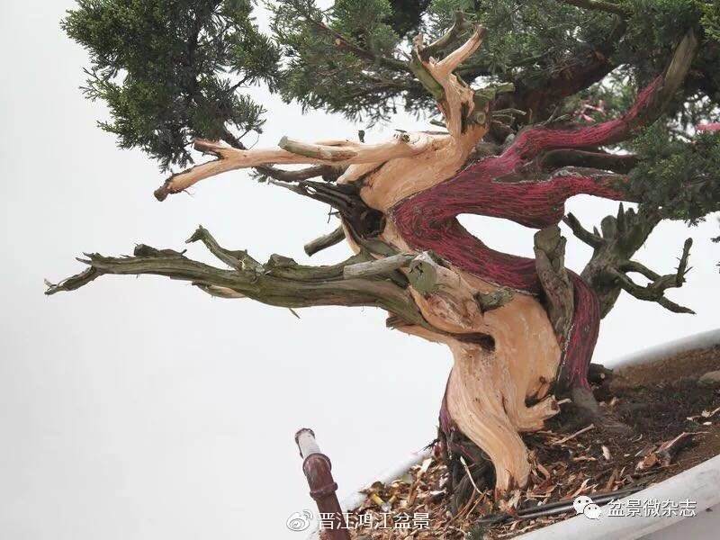 图解 如何制作设计真柏舍利干盆景