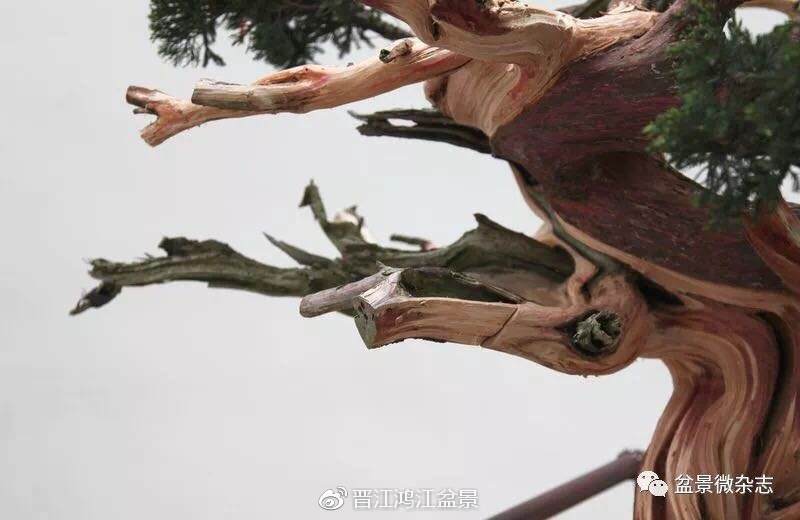 图解 如何制作设计真柏舍利干盆景