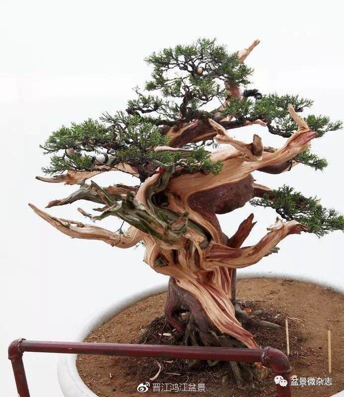 图解 如何制作设计真柏舍利干盆景