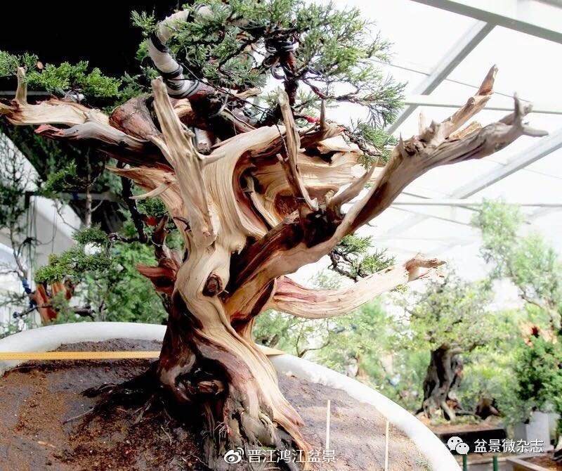 图解 如何制作设计真柏舍利干盆景