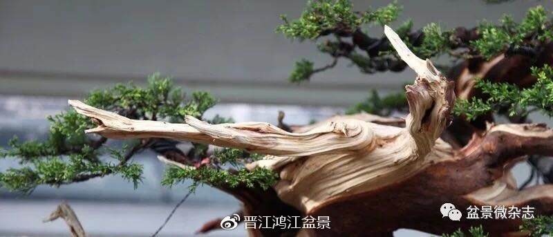 图解 如何制作设计真柏舍利干盆景