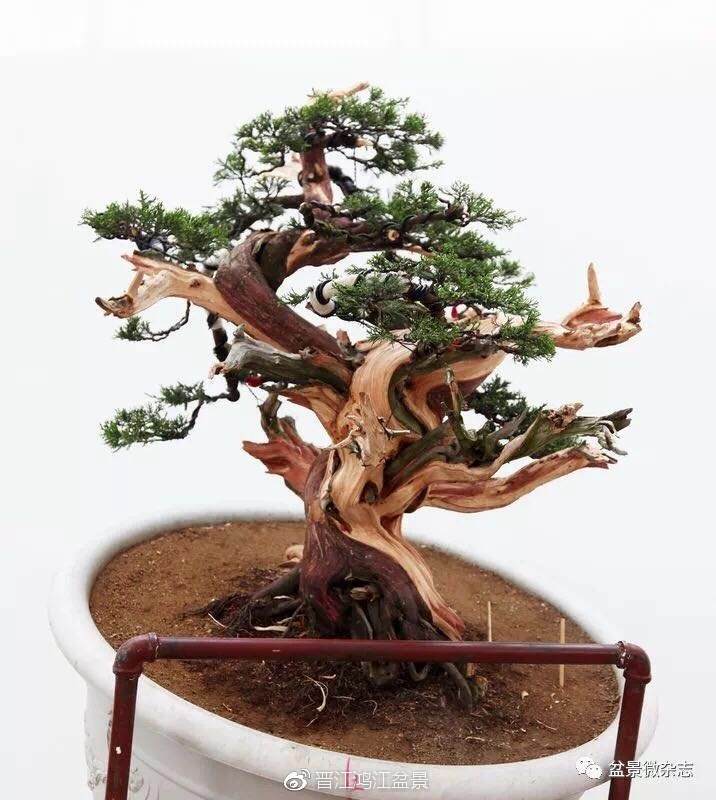 图解 如何制作设计真柏舍利干盆景