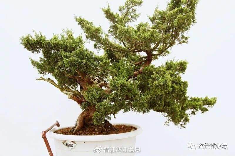 图解 如何制作设计真柏舍利干盆景