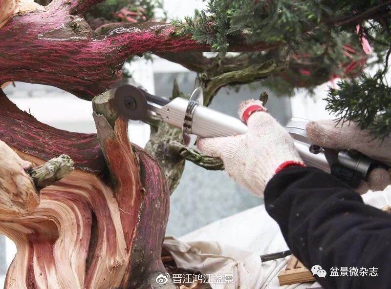 图解 如何制作设计真柏舍利干盆景