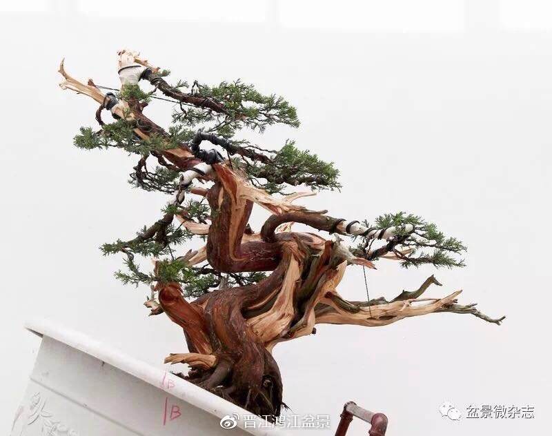 图解 如何制作设计真柏舍利干盆景