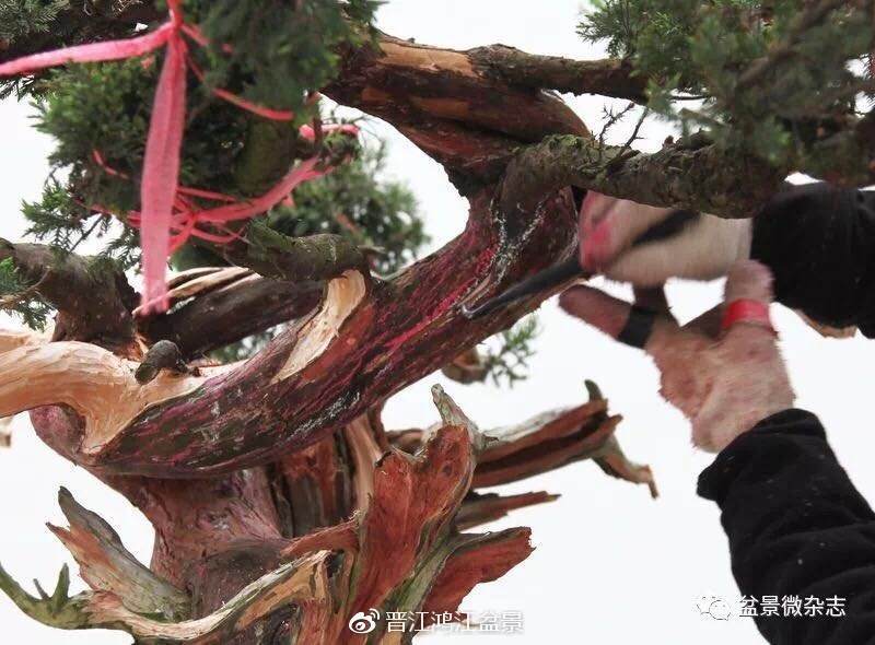 图解 如何制作设计真柏舍利干盆景