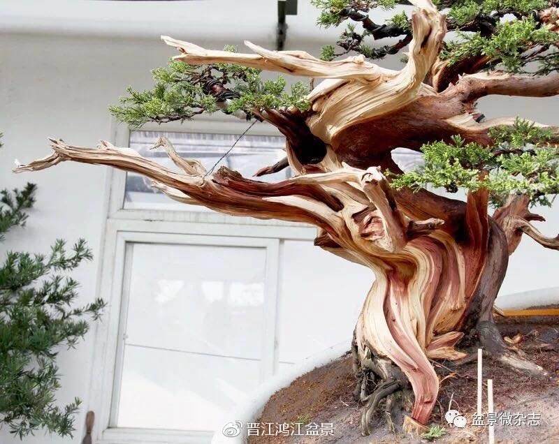 图解 如何制作设计真柏舍利干盆景