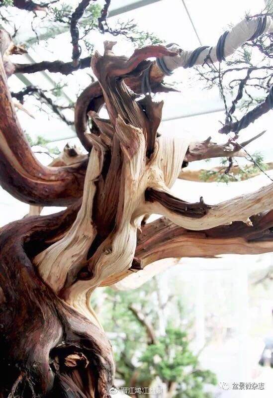 图解 如何制作设计真柏舍利干盆景