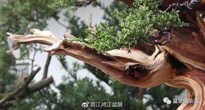 图解 如何制作设计真柏舍利干盆景